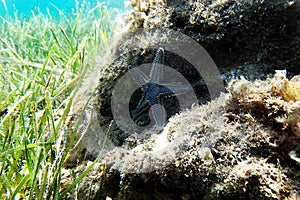 Underwater image of Mediterranean sand sea-star