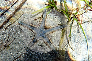 Underwater image of Mediterranean sand sea-star