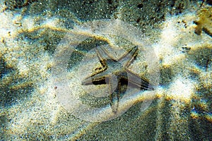 Underwater image of Mediterranean sand sea-star