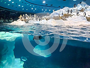 Underwater image of penguin diving in the cold water from iceberg