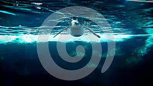 Underwater image of penguin swimming near the big iceberg in cold ocean water