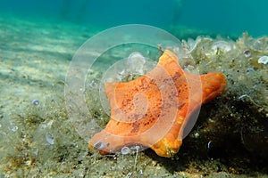 Underwater image of Placenta biscuit starfish - (Sphaerodiscus placenta)