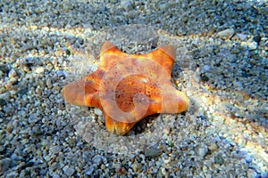 Underwater image of Placenta biscuit starfish - (Sphaerodiscus placenta)