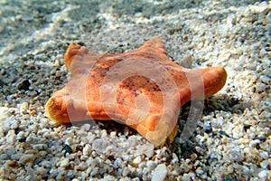 Underwater image of Placenta biscuit starfish - (Sphaerodiscus placenta)