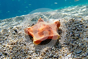 Underwater image of Placenta biscuit starfish - (Sphaerodiscus placenta)