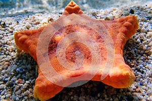 Underwater image of Placenta biscuit starfish - (Sphaerodiscus placenta)