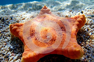 Underwater image of Placenta biscuit starfish - (Sphaerodiscus placenta)