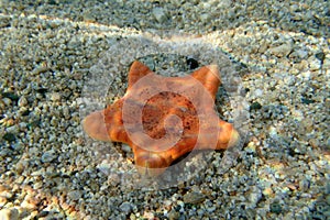 Underwater image of Placenta biscuit starfish - (Sphaerodiscus placenta)