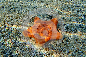 Underwater image of Placenta biscuit starfish - (Sphaerodiscus placenta)