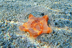 Underwater image of Placenta biscuit starfish - (Sphaerodiscus placenta)