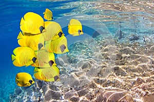 Underwater image with School of Masked Butterfly.