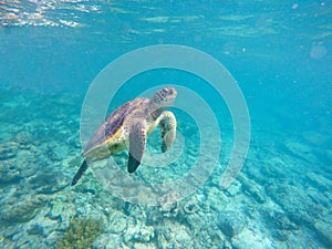 Underwater image with sea tortoise