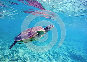 Underwater image of sea turtle for banner template with text place