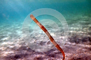 Underwater image in to the Mediterranean sea of Broadnosed pipefish - Syngnathus typhle