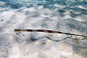 Underwater image in to the Mediterranean sea of Broadnosed pipefish - Syngnathus typhle