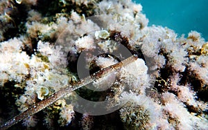 Underwater image in to the Mediterranean sea of Broadnosed pipefish - Syngnathus typhle