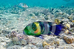 Underwater image of tropical fish