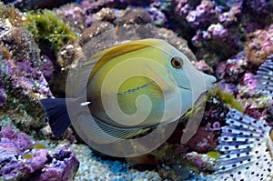 Underwater image of tropical fish