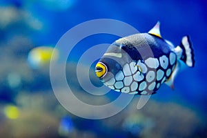 Underwater image of tropical fish