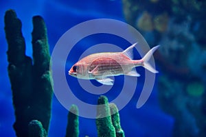 Underwater image of tropical fish