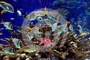 Underwater image of tropical fishes