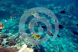 Underwater image of tropical fishes