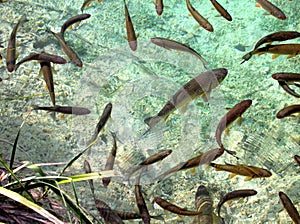 Underwater image of trout fish