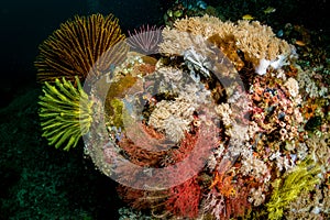 Underwater images from the reefs around the Philippines  area of Anilao