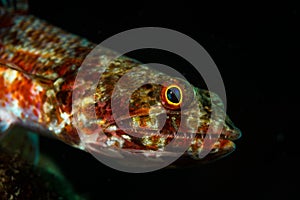 Underwater images from the reefs around the Philippines  area of Puerto Galera photo