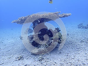 Underwater inhabitants of the coral reef