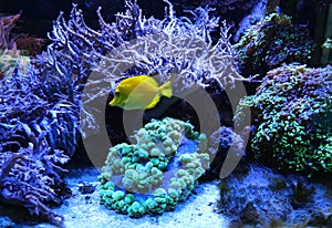 Underwater invertebrate saltwater fishtank with yellow tang fish