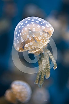 Underwater Jellyfish