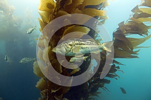 Underwater kelp forest,catalina island,california photo