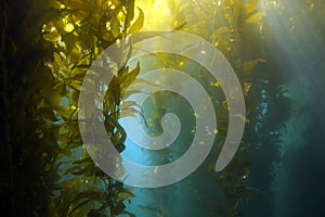 Underwater kelp forest, catalina island, california