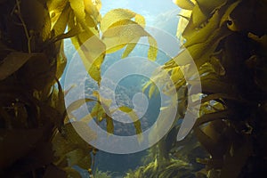 Underwater kelp forest,catalina island,california