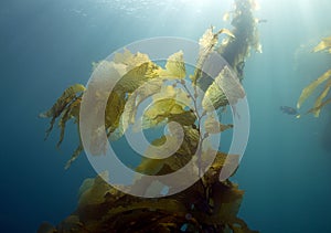 Underwater kelp forest,catalina island,california photo