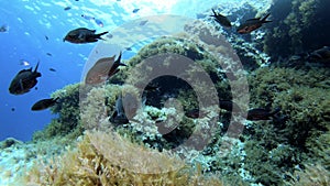 Underwater ladnscape Mediterranean sea reef view