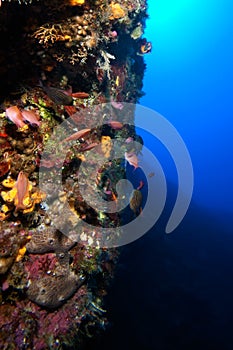 Underwater Landscape