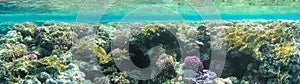 Underwater landscape