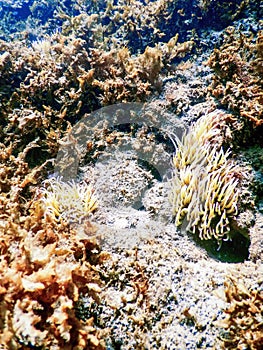 Underwater Landscape with Anemone (anemonia sulcata