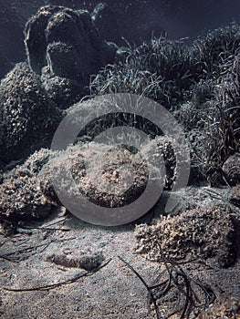 Underwater landscape background