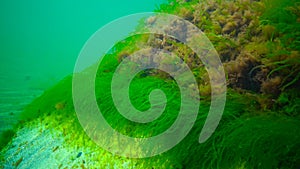 Underwater landscape, Black Sea. Green, red and brown algae on the seabed