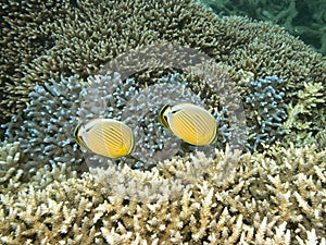 Underwater landscape. Butterflyfishes photo