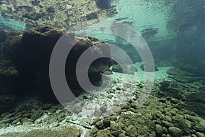 Underwater landscape clear water