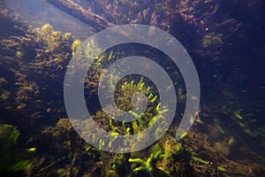 Underwater landscape with a colony of common freshwater sponge, some aquatic plants covered with detritis photo
