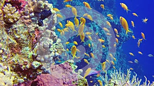Underwater landscape of coral biocenosis with tropical fish Pseudanthias, Anthiinae on a reef in the Red Sea, Egypt