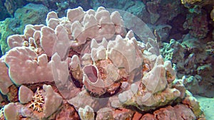 Underwater landscape of coral biocenosis with tropical fish on a reef