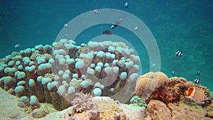 Underwater landscape of coral biocenosis with tropical fish on a reef in the Red Sea, still video