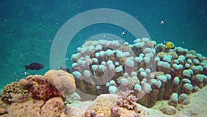 Underwater landscape of coral biocenosis with tropical fish on a reef in the Red Sea, still video