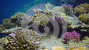 Underwater landscape of coral biocenosis with tropical fish on a reef in the Red Sea, still video